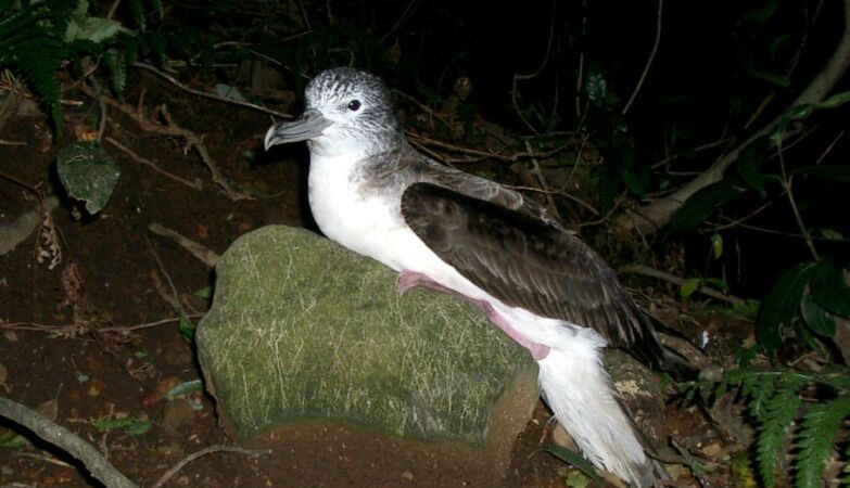 Never complain of the seagulls again: Cadarra defecates 5 times per hour over the Japanese