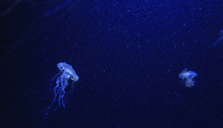 There is a mysterious barrier in the ocean that the medusas do not dare to cross