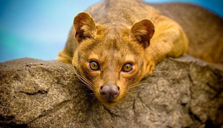 90% of life in Madagascar does not exist anywhere else. 661 unique species are critical danger