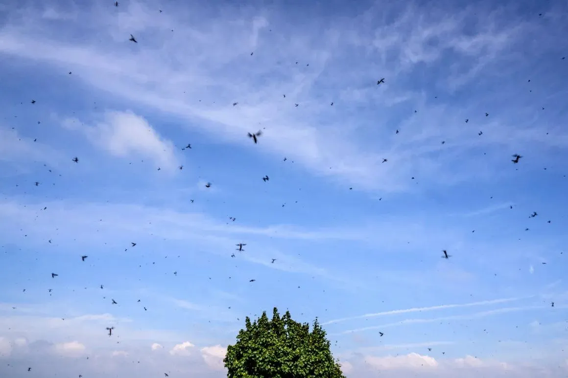 Love is in the air in South Korea, but in the form of a pest