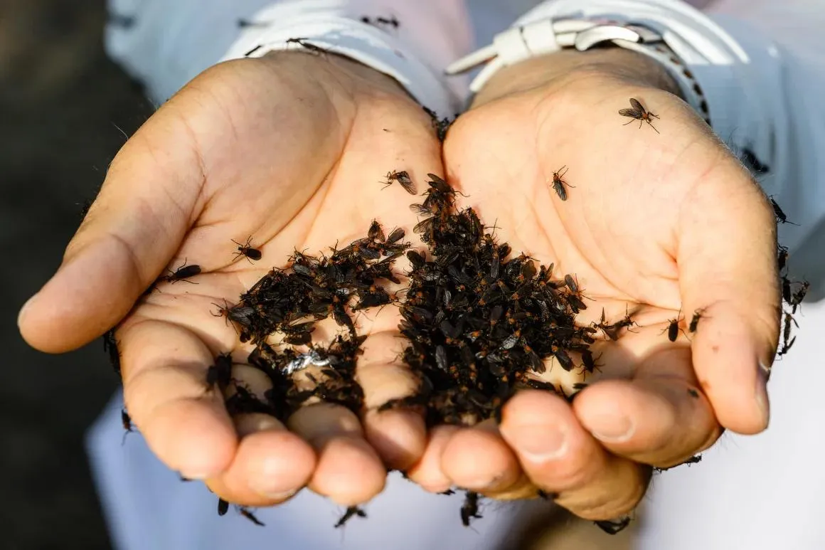 Love is in the air in South Korea, but in the form of a pest