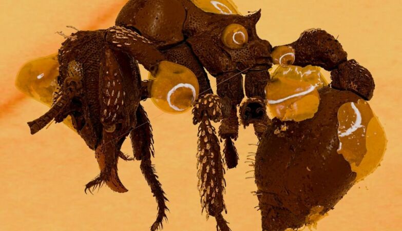 "How to find a diamond." Ant fossil at 16 million years old surprises scientists