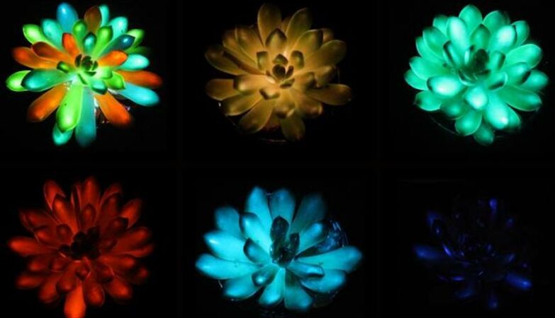 Dream of public lighting: Chinese create plants that shine in the dark and carry with sunlight