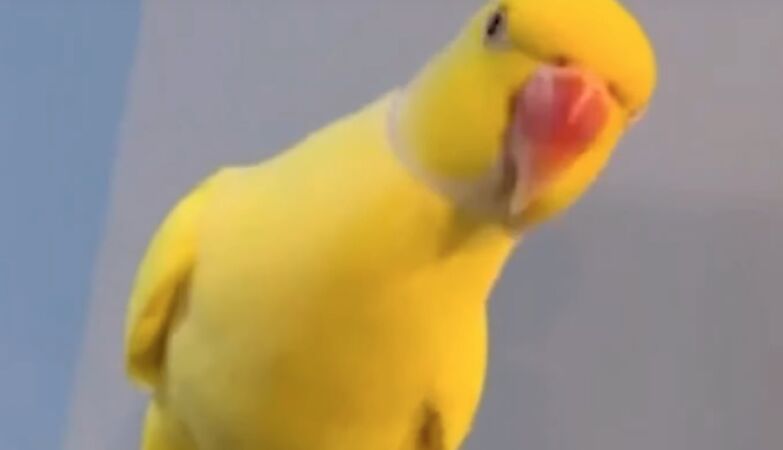 Mango, the parrot who helped lie down a drug trafficking gang