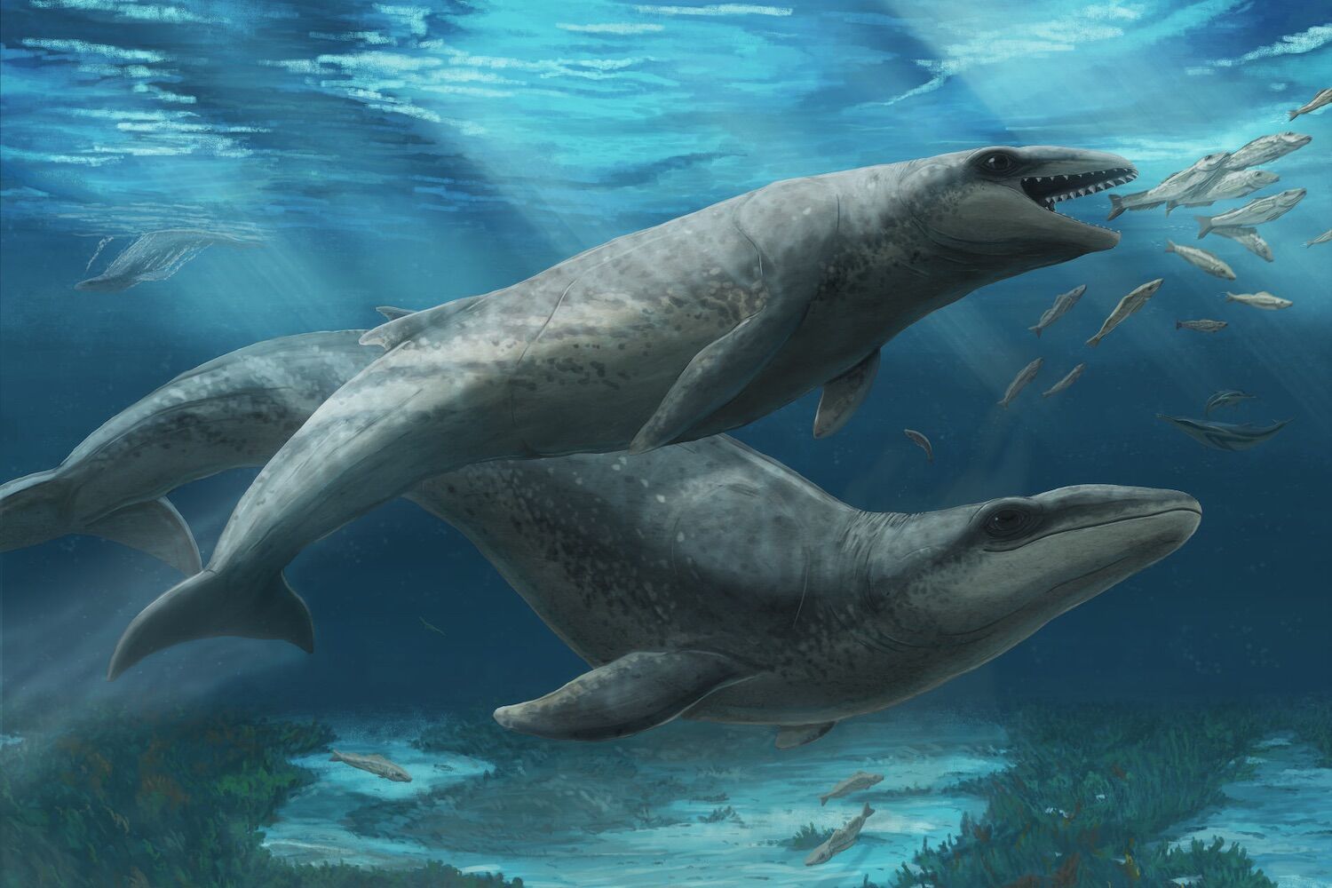 Prehistoric whales-the size of a human