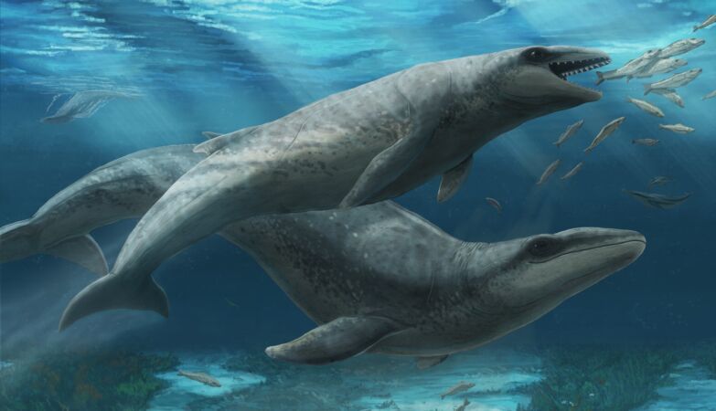 Prehistoric whales-the size of a human