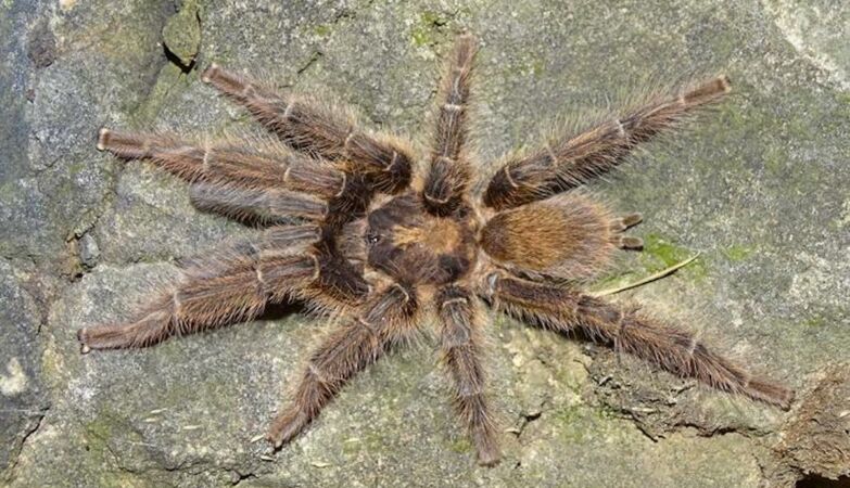 Does the size matter? For these tarantulas it imports life