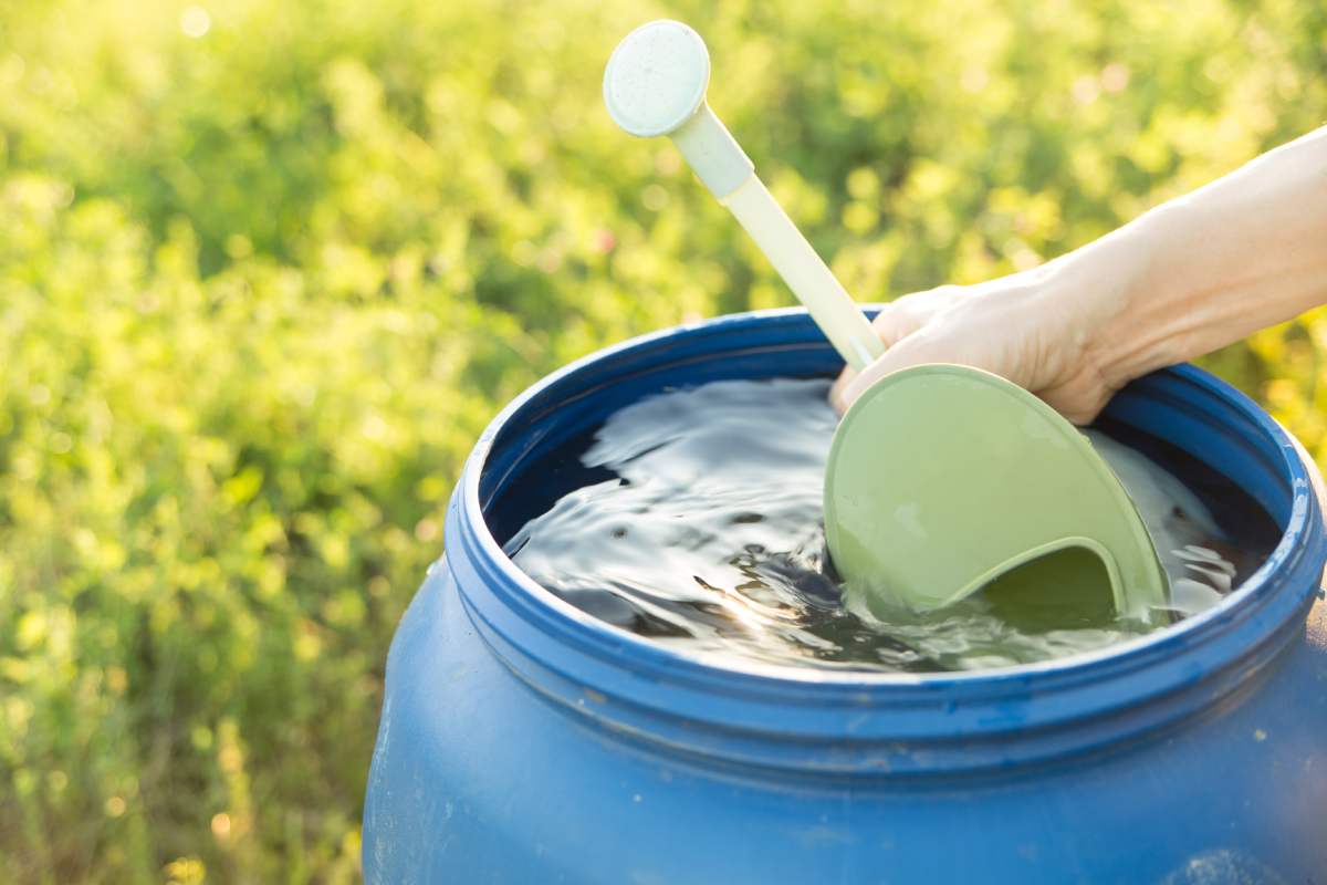 Rainwater regenerates tired plants