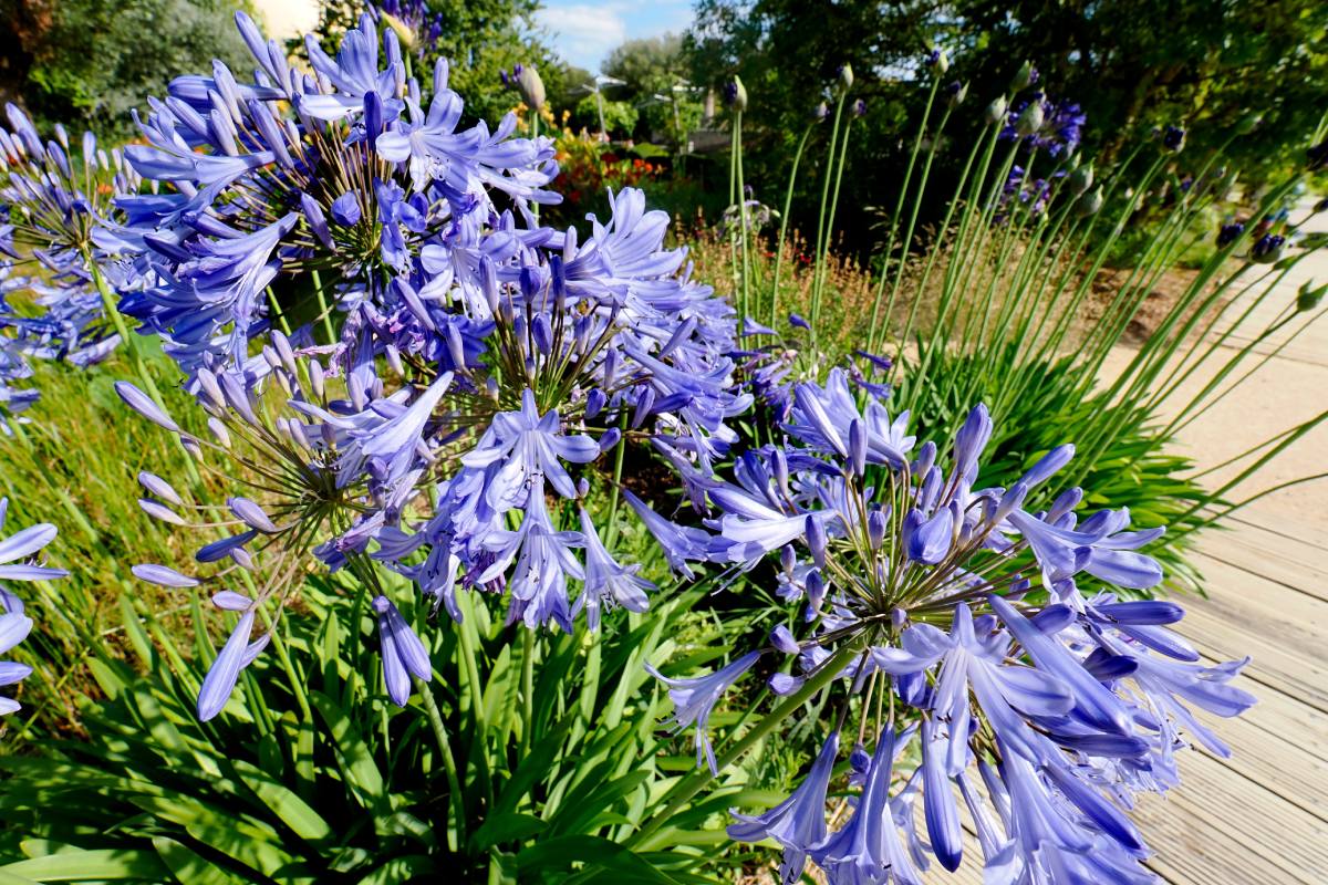 Flower beds with plants suitable for hot torrid heat