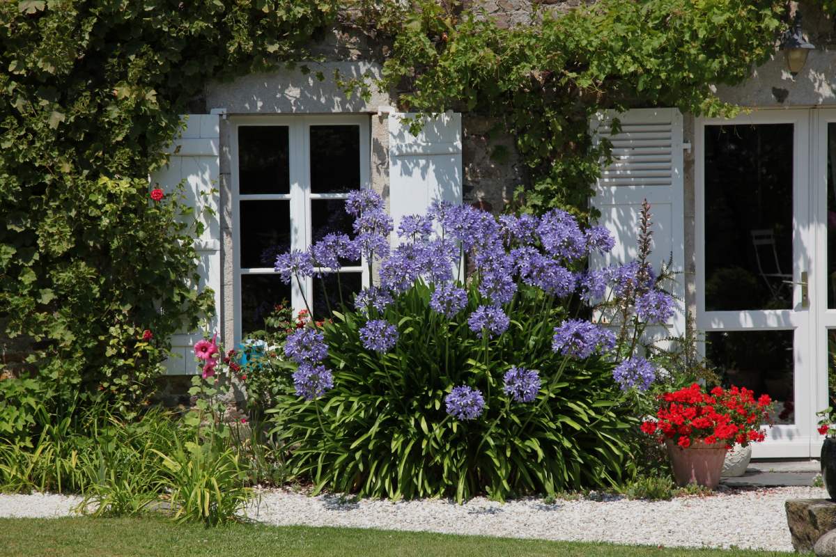 Multiplication of AGAPANTO