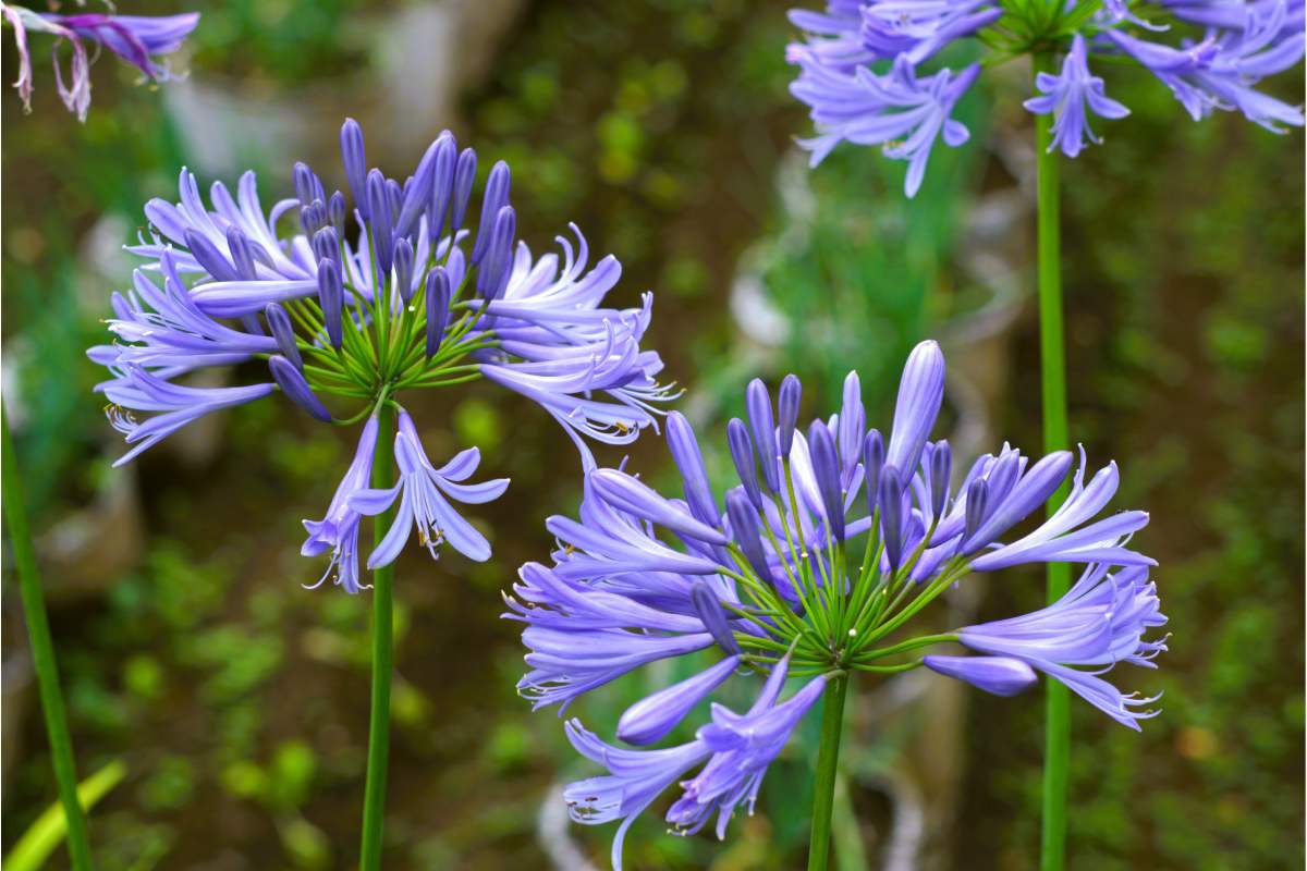 Here's how to multiply the agapanto