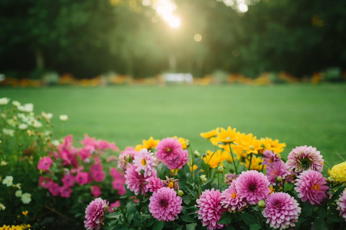 The flower beds with zinnias and portlasses that resist drought