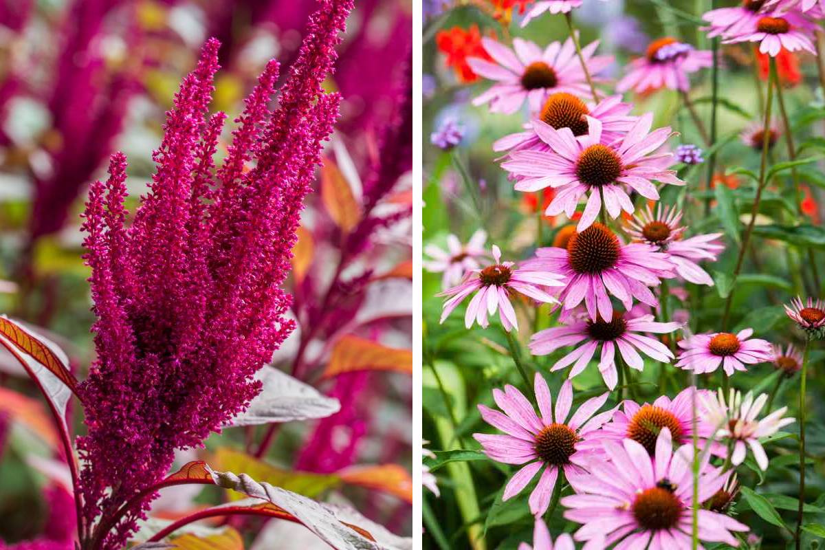 Plants that do not fear the summer heat