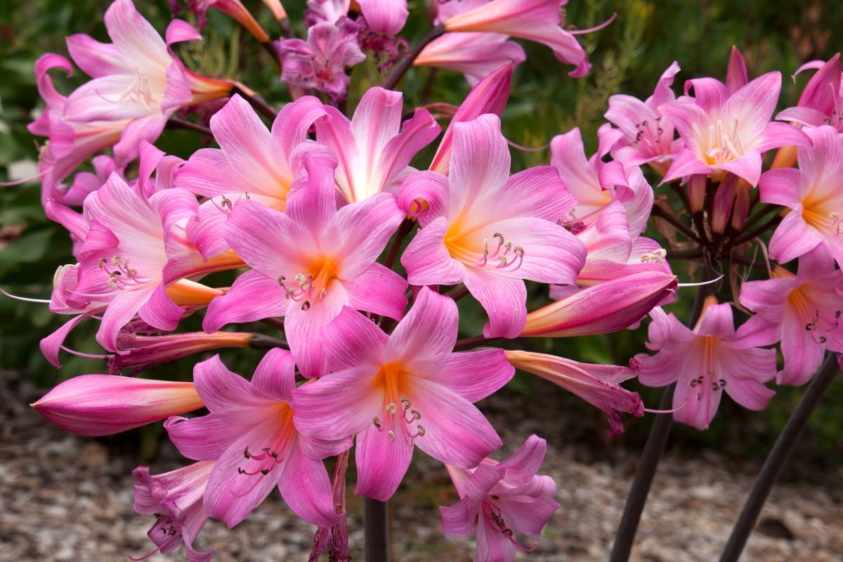 Bulbose that planted now bloom in autumn