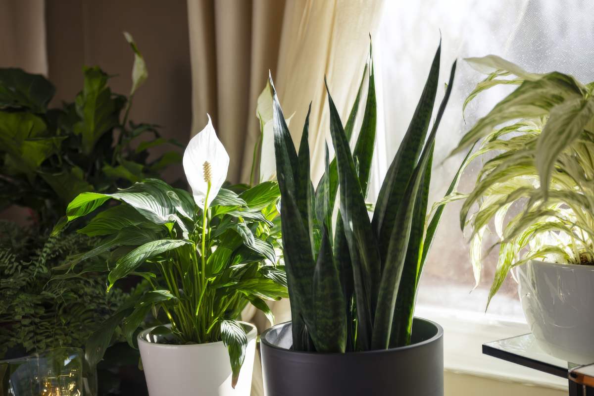 Here are the plants that purify the house environments