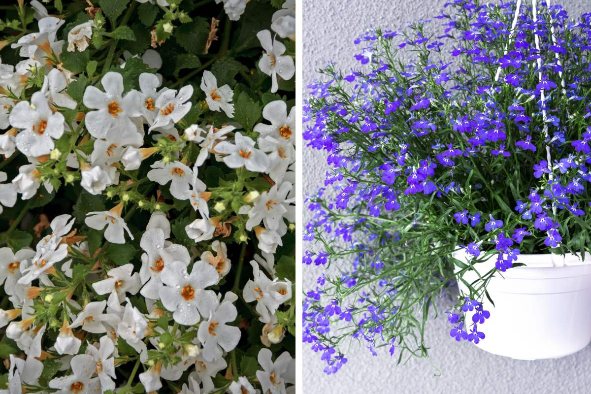 Plants for a cascade effect on balconies and railings