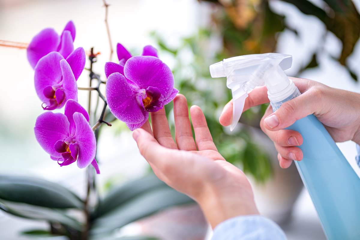 Make orchids used by using and banana skins in August