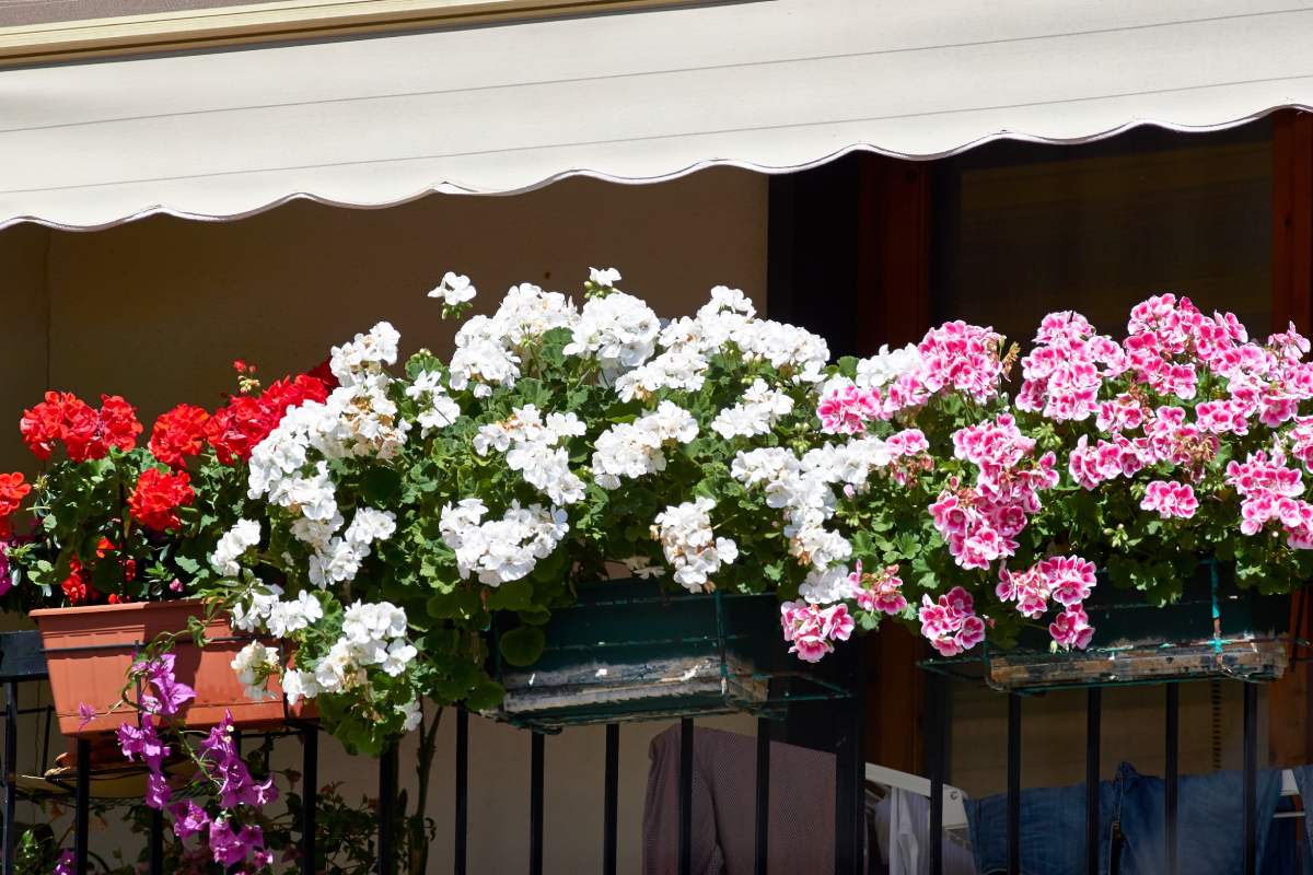 5 plants that resist until September