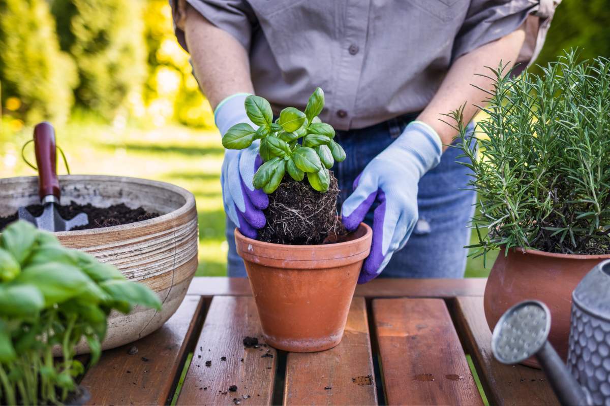 Here are the plants that grow best after repotting at the end of the summer