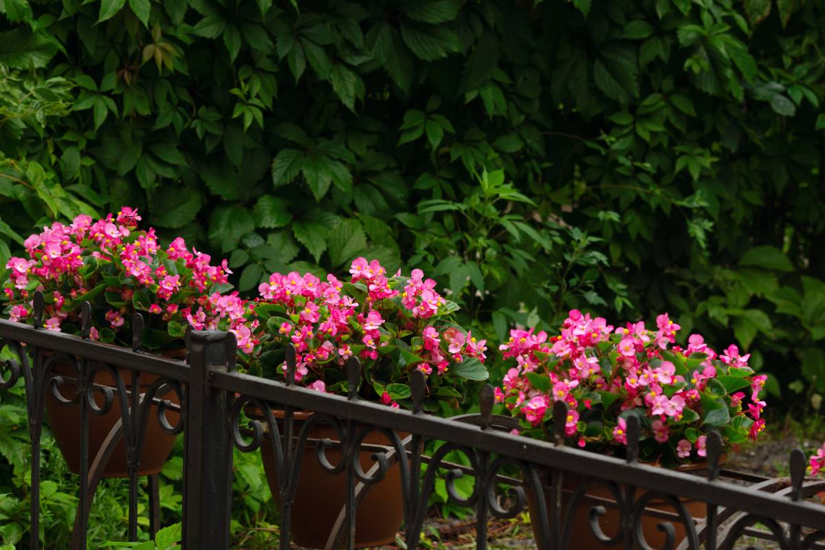 The Cerosa Begonia resists the bustle