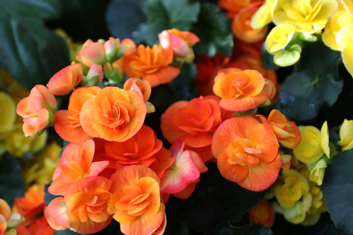 Choose the Cerosa Begonia in the summer