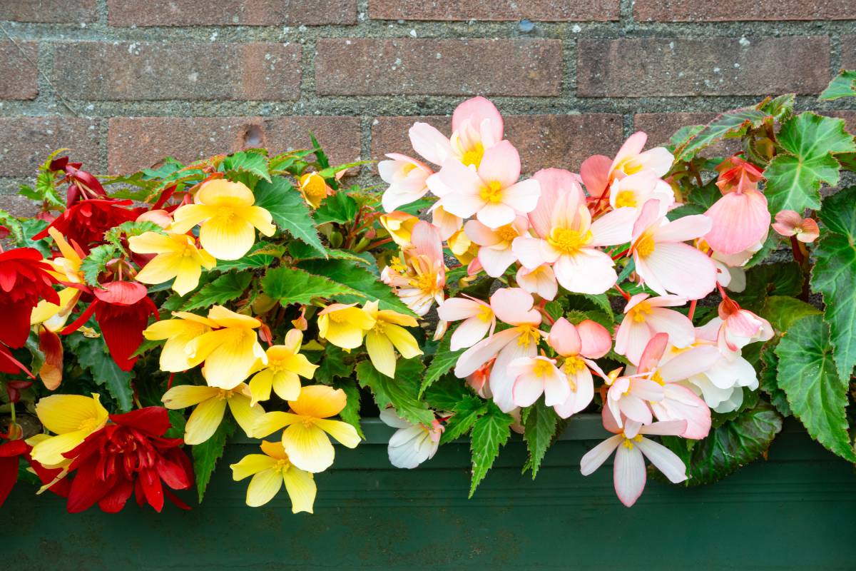 The care of the begons to make them bloom