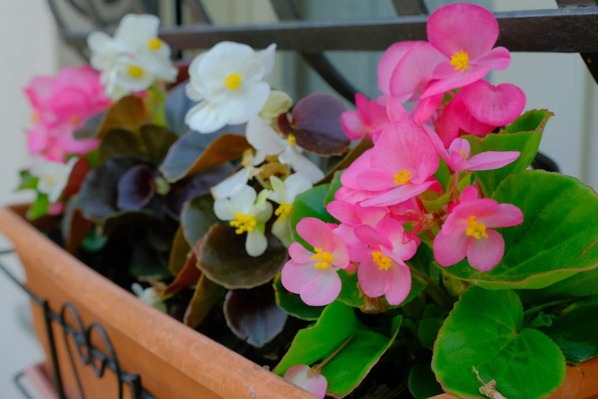 Take care of the begons on the balcony in view of autumn
