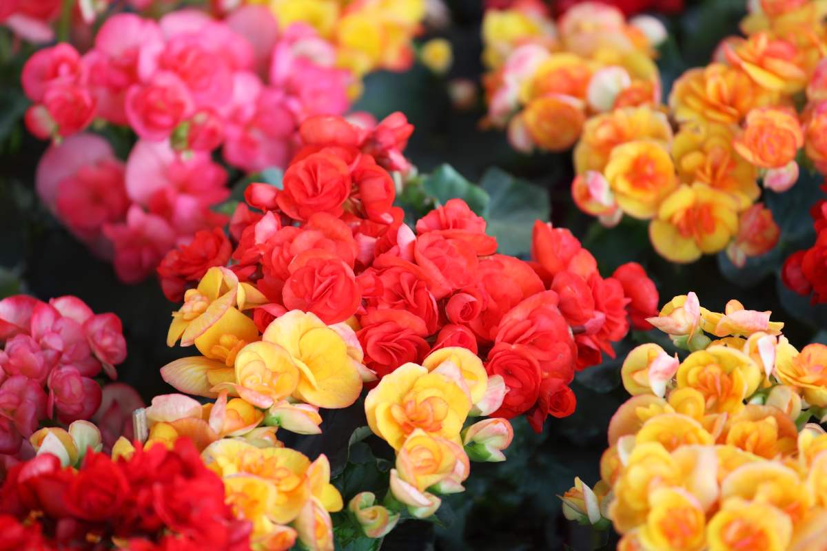 5 plants to be repotted in September