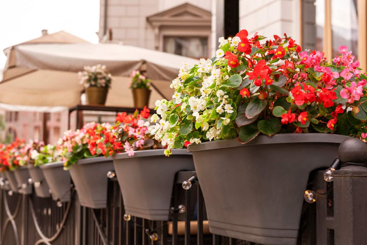 How to make the Begonia bloom before autumn