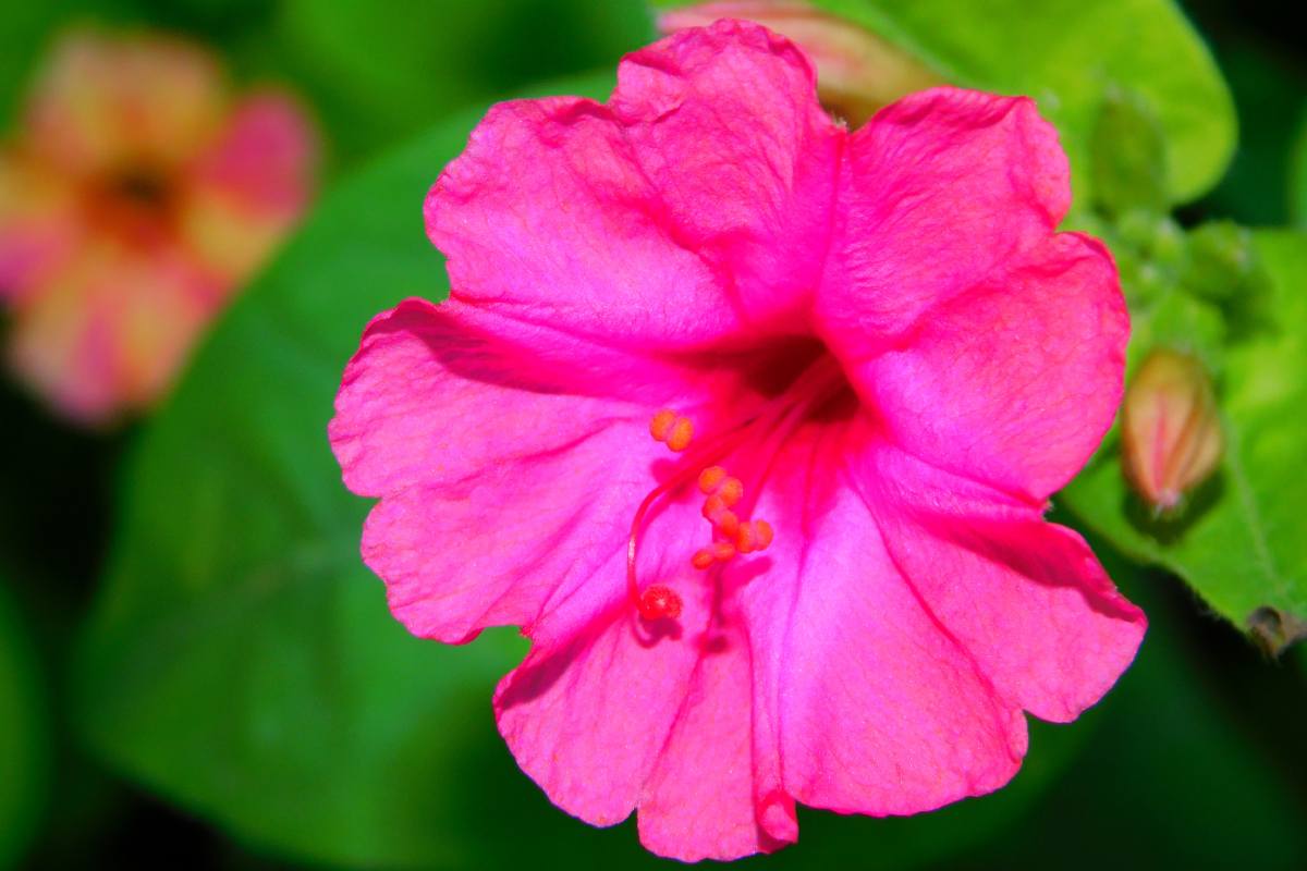 The beautiful at night, the flower that opens only at night