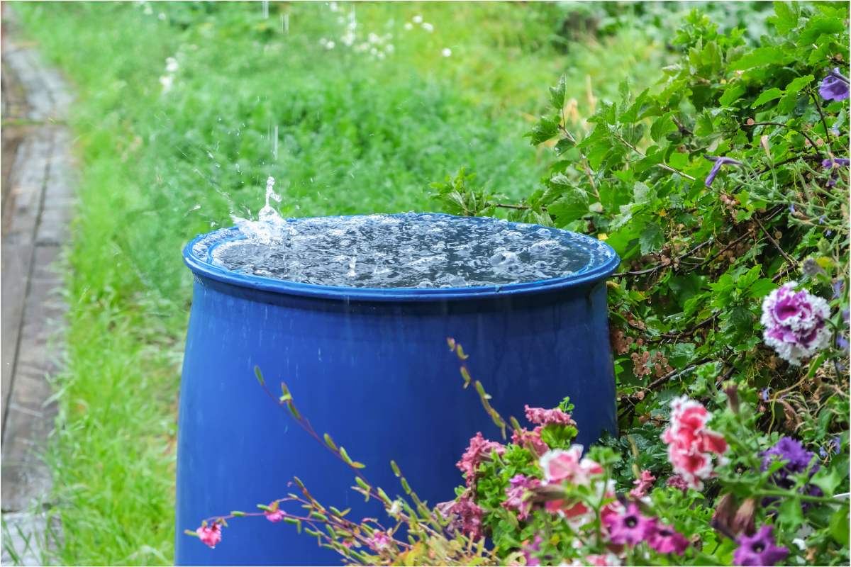 Rainwater is beneficial for plants