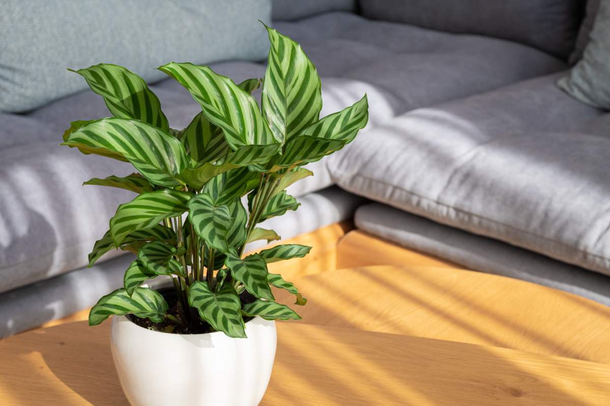 The autumn plants are furnished