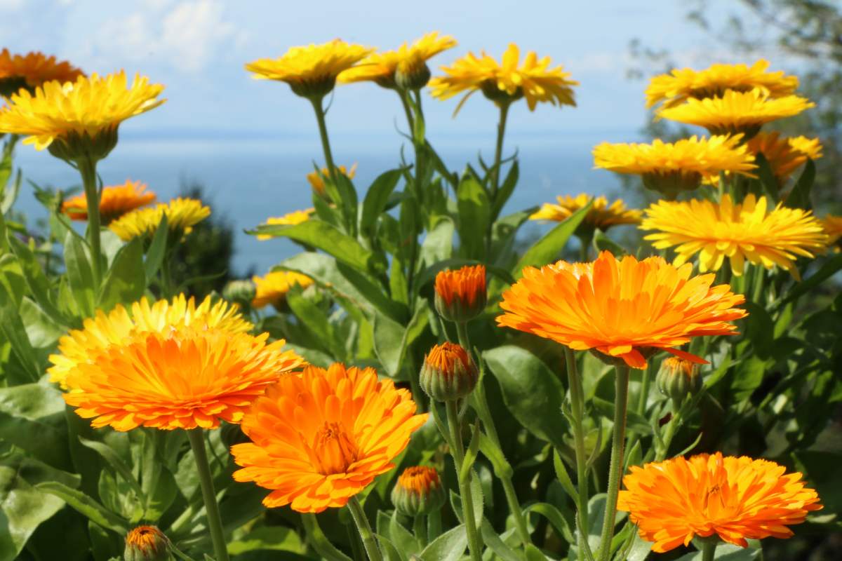 Which flower herbs become ingredients of cooking