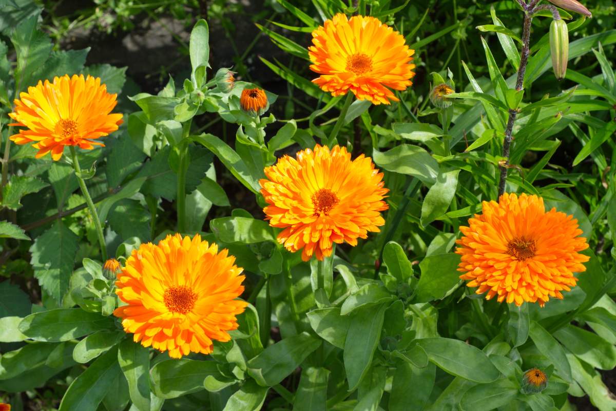 Flowers at the end of August