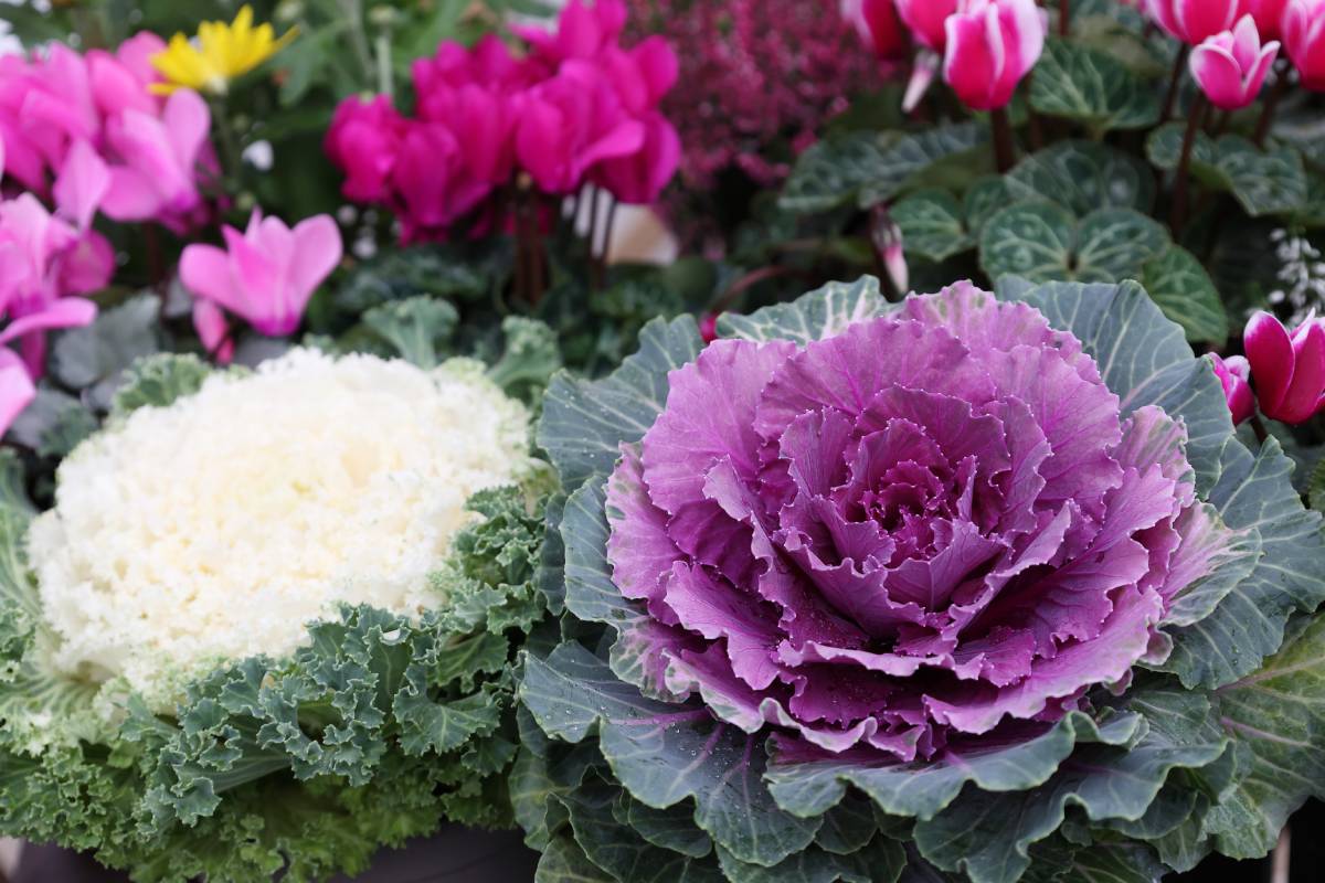 Summer transplants for a colorful October