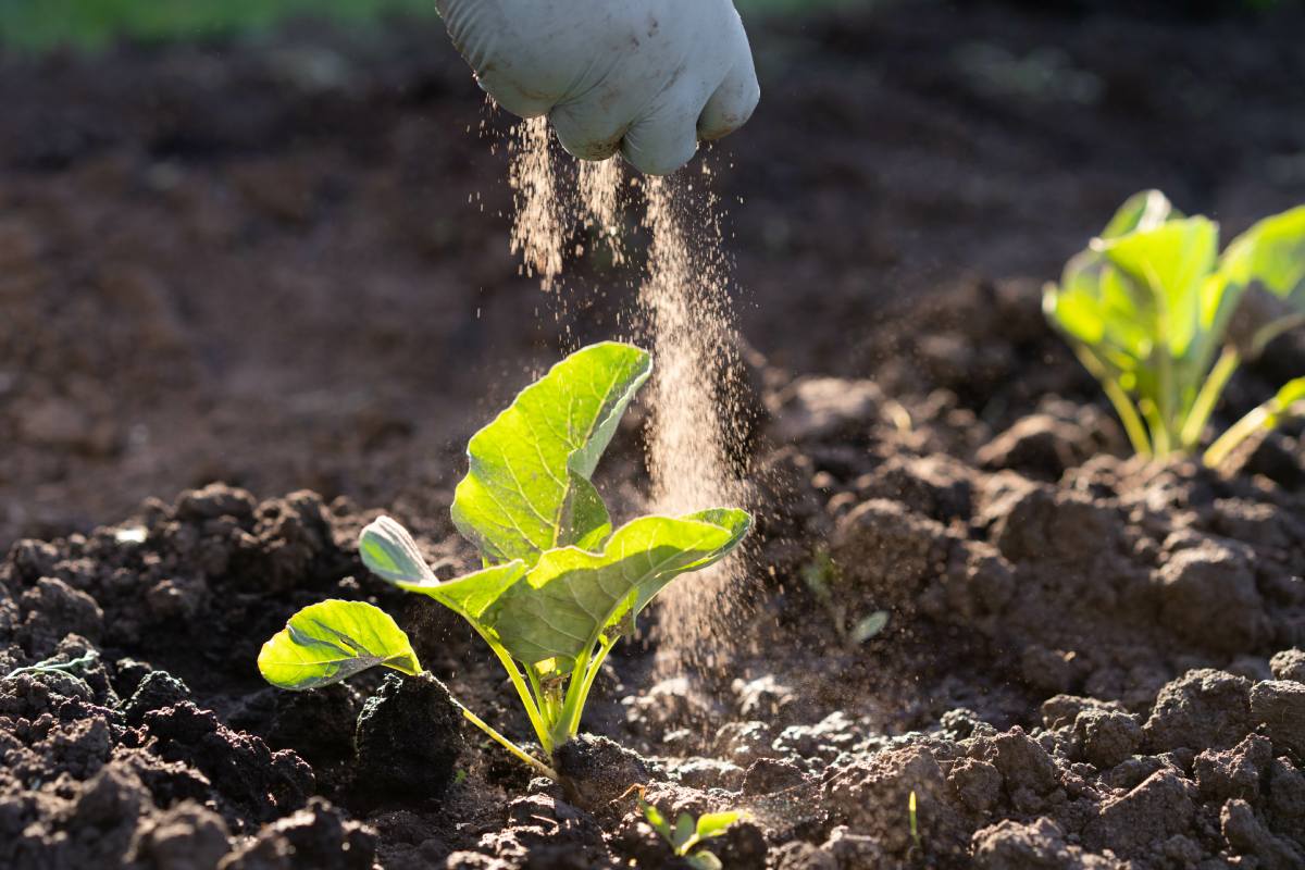 Ash as fertilizer for flower beds