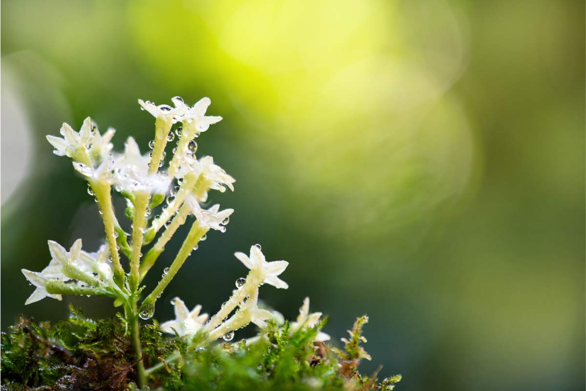 Plants for flowered balconies in the evening