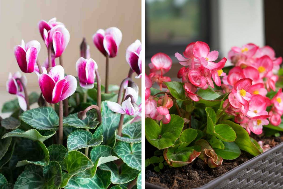 A beautiful composition: cyclamen and begons 
