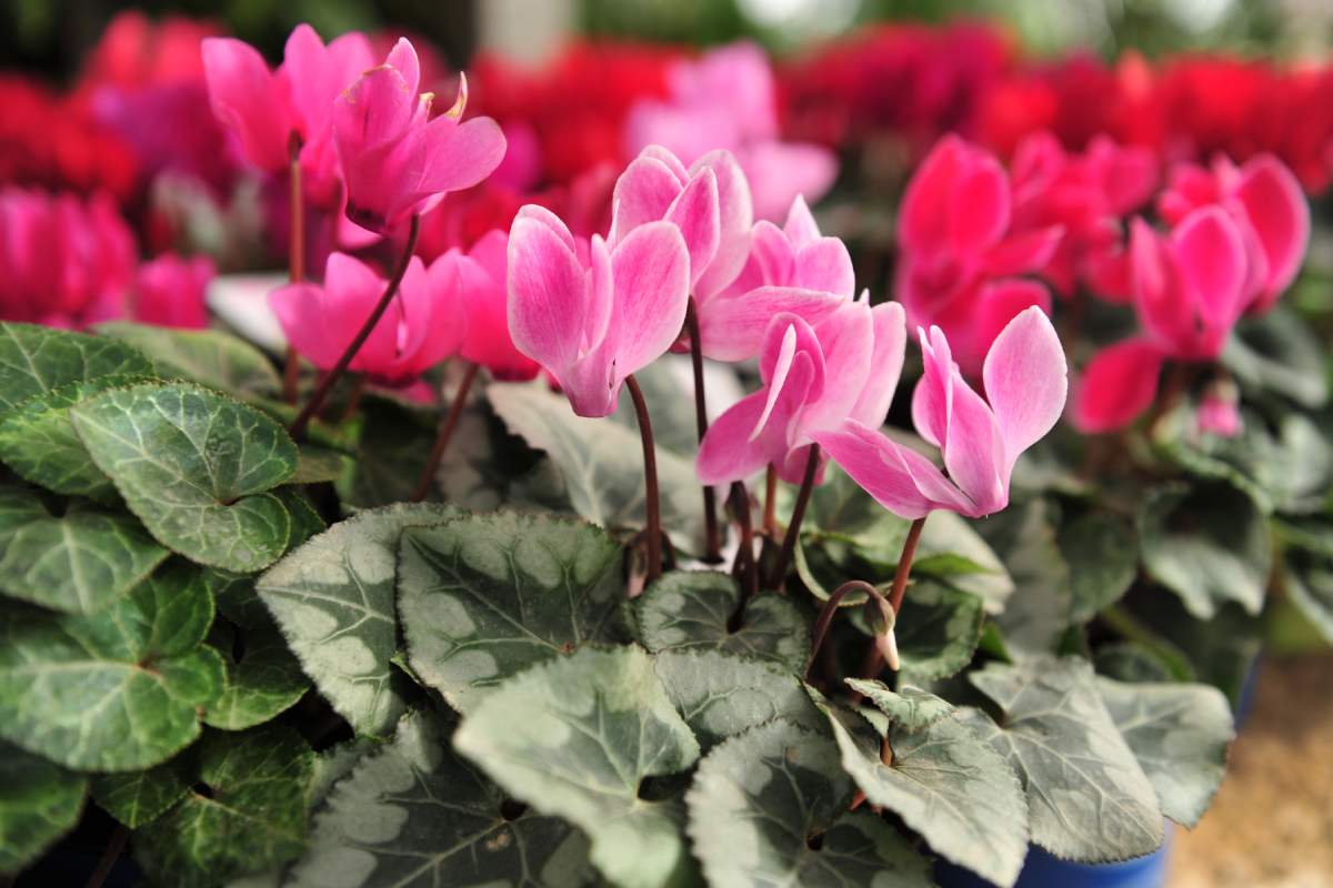 Repot plants in September