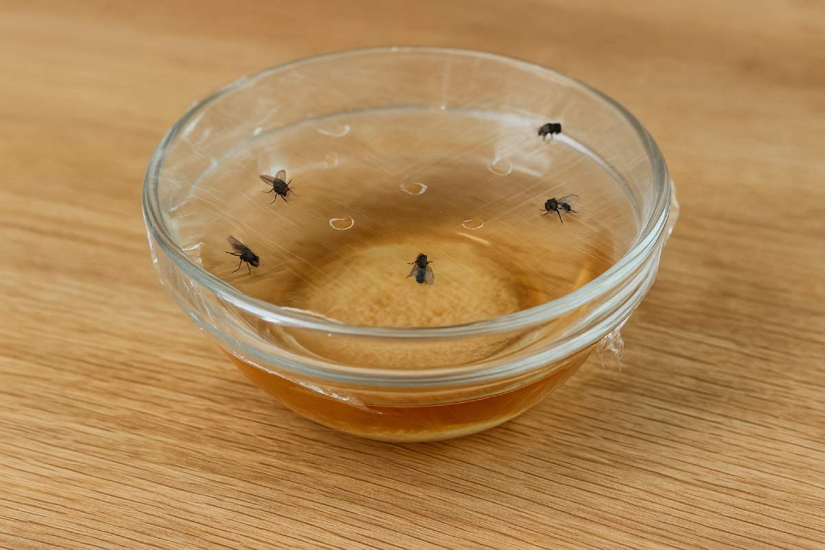 DIY remedy against flies in the kitchen