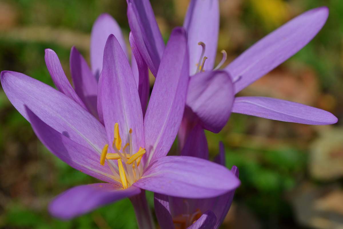 Bulbose to plant now for autumn blooms