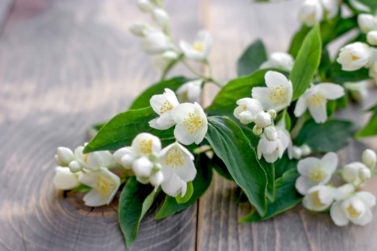 Remedies to revitalize the jasmine torch