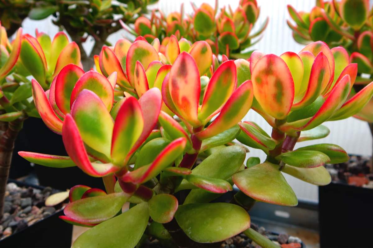 5 suspended succulent plants that love the sun