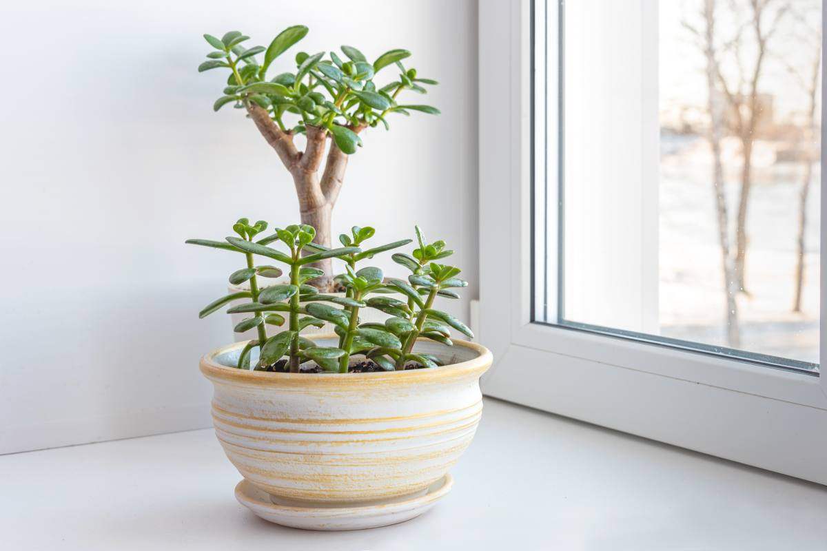 Plants that want water only once a week