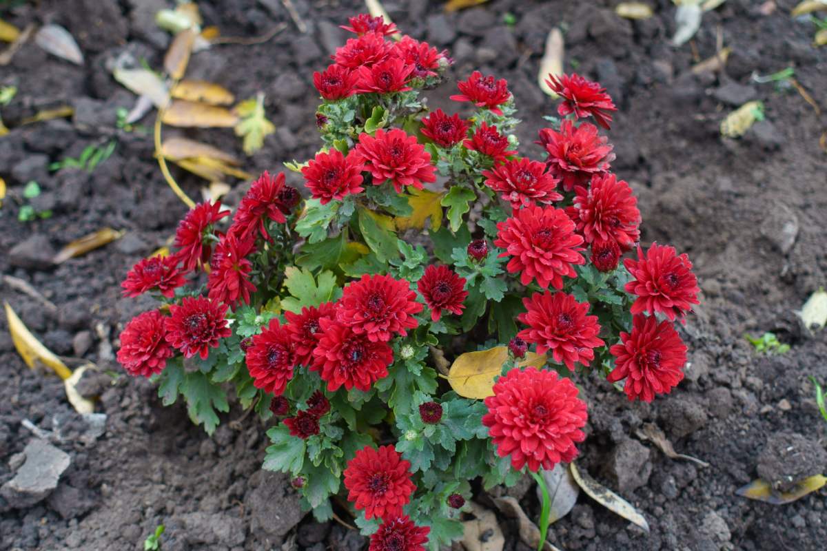 Plants for SEPTEMS OF SEPTEMBER