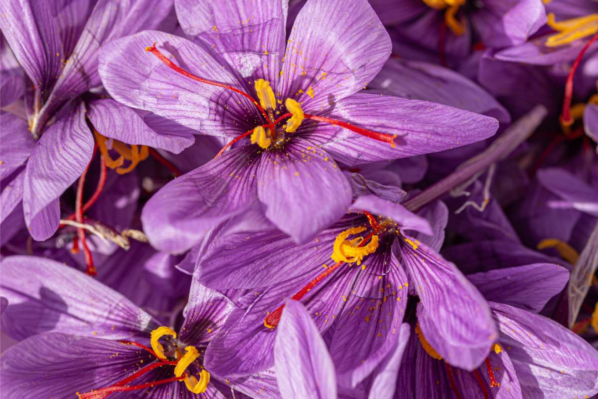 Plants for autumn blooms
