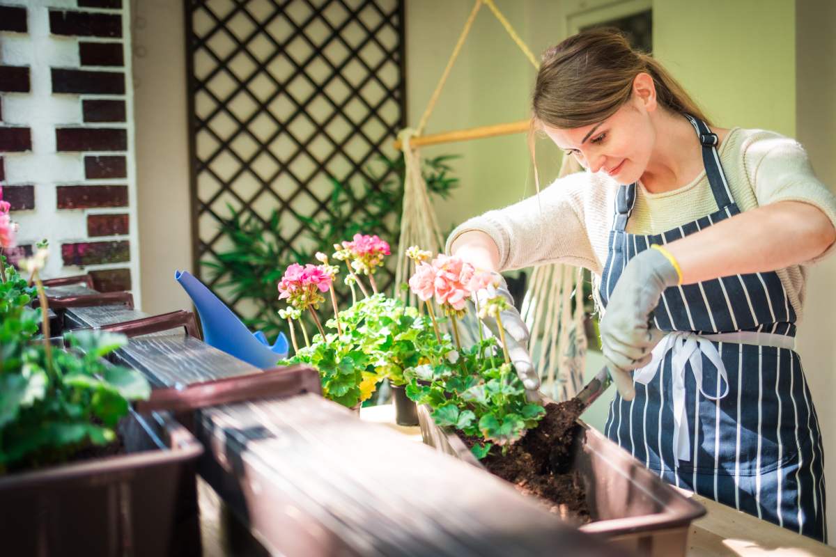 How to regenerate tired plants on the balcony