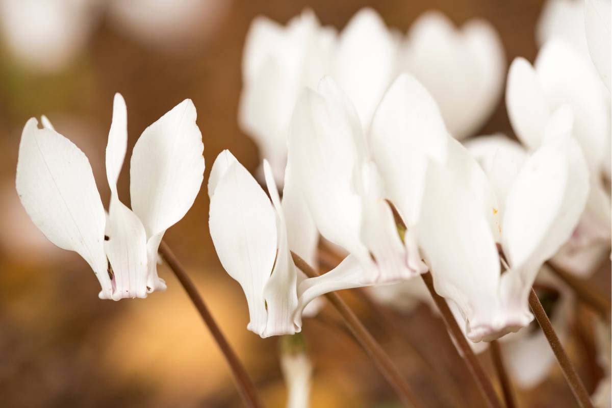 The flowering of the cyclamen in the summer