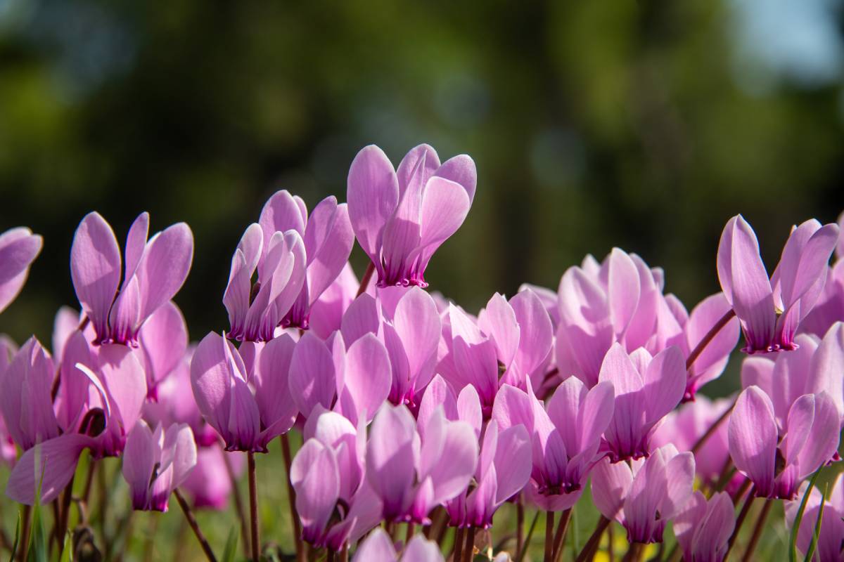 The guide for the summer flowering of the cyclamen