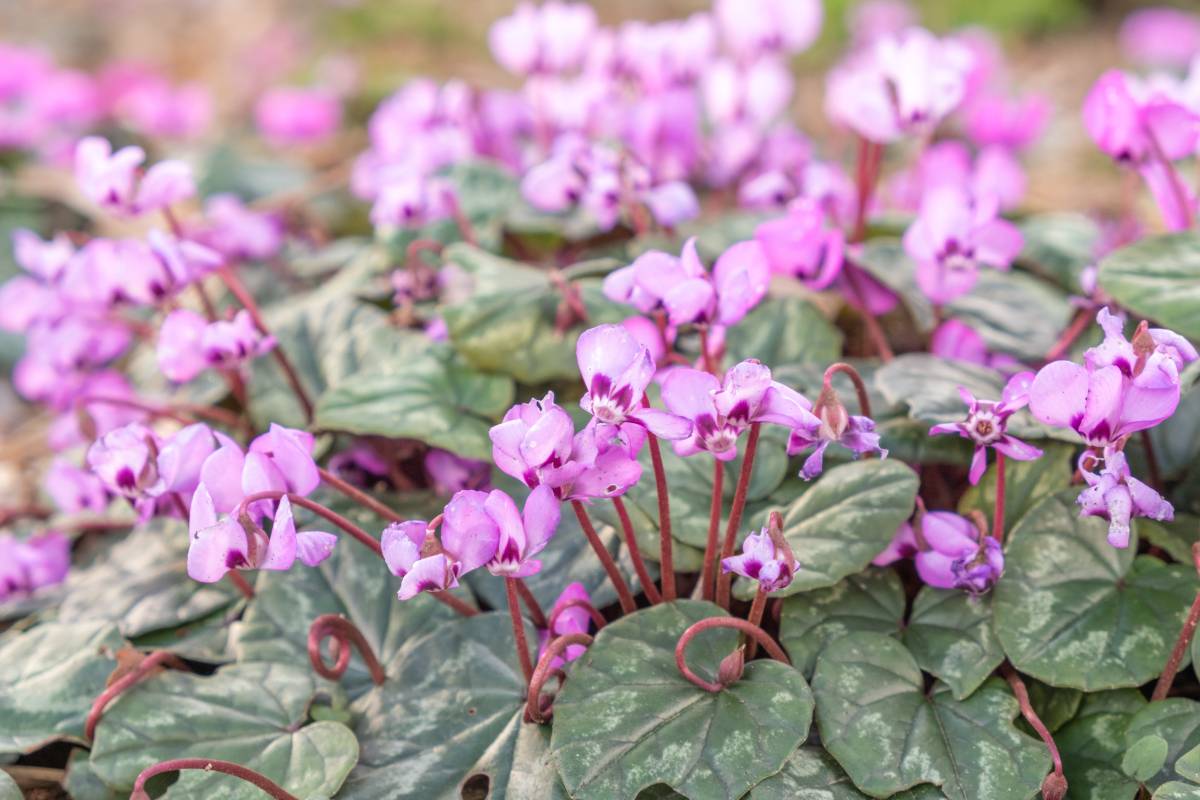 The summer flowering of the cyclamen: here's how to do